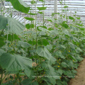 High Yield Chinese Vegetable Hybrid F1 Green Cucumber Seeds